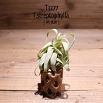 【送料無料】streptophylla M〔エアプランツ〕現品発送T3277