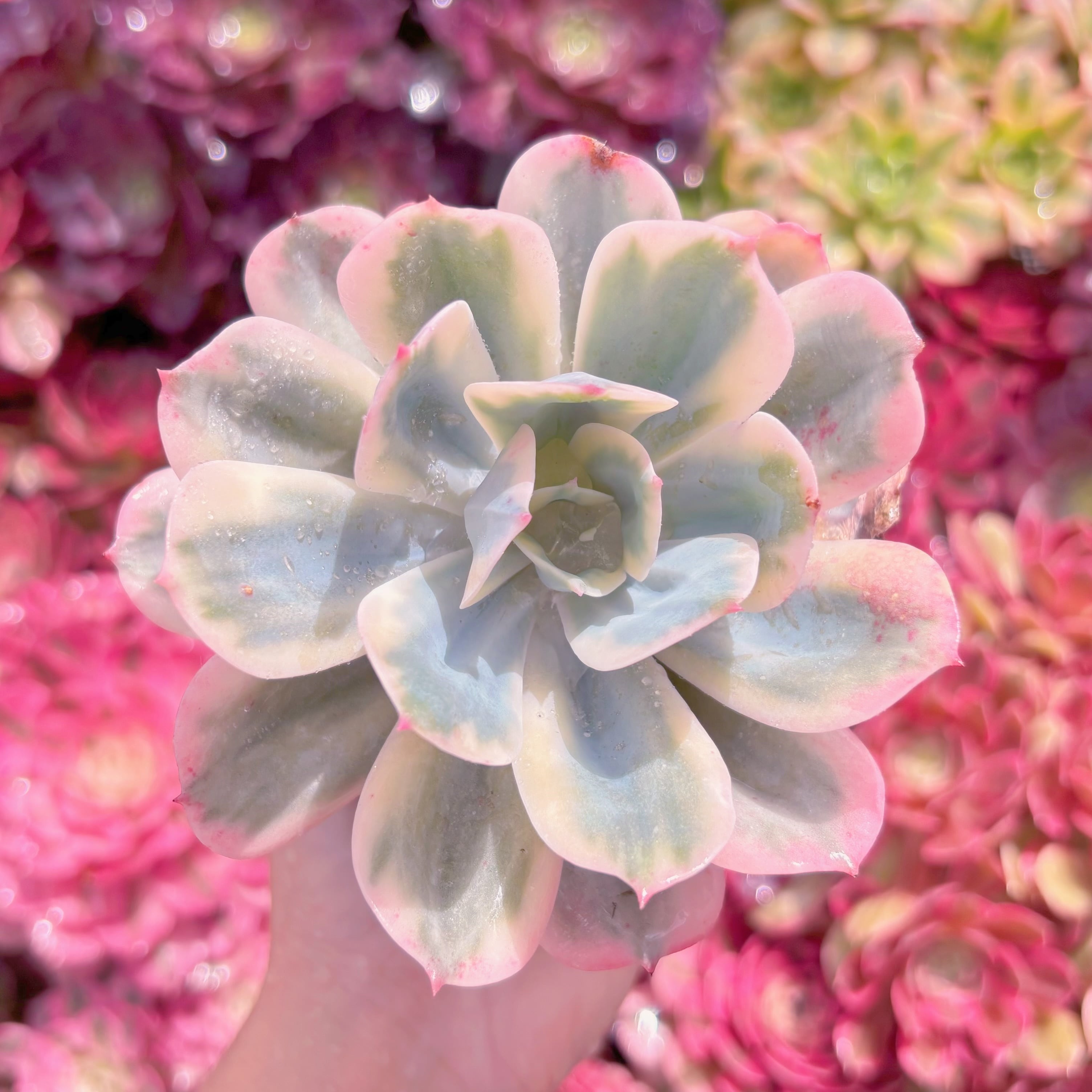 現品　七福神錦#K453　るる農園