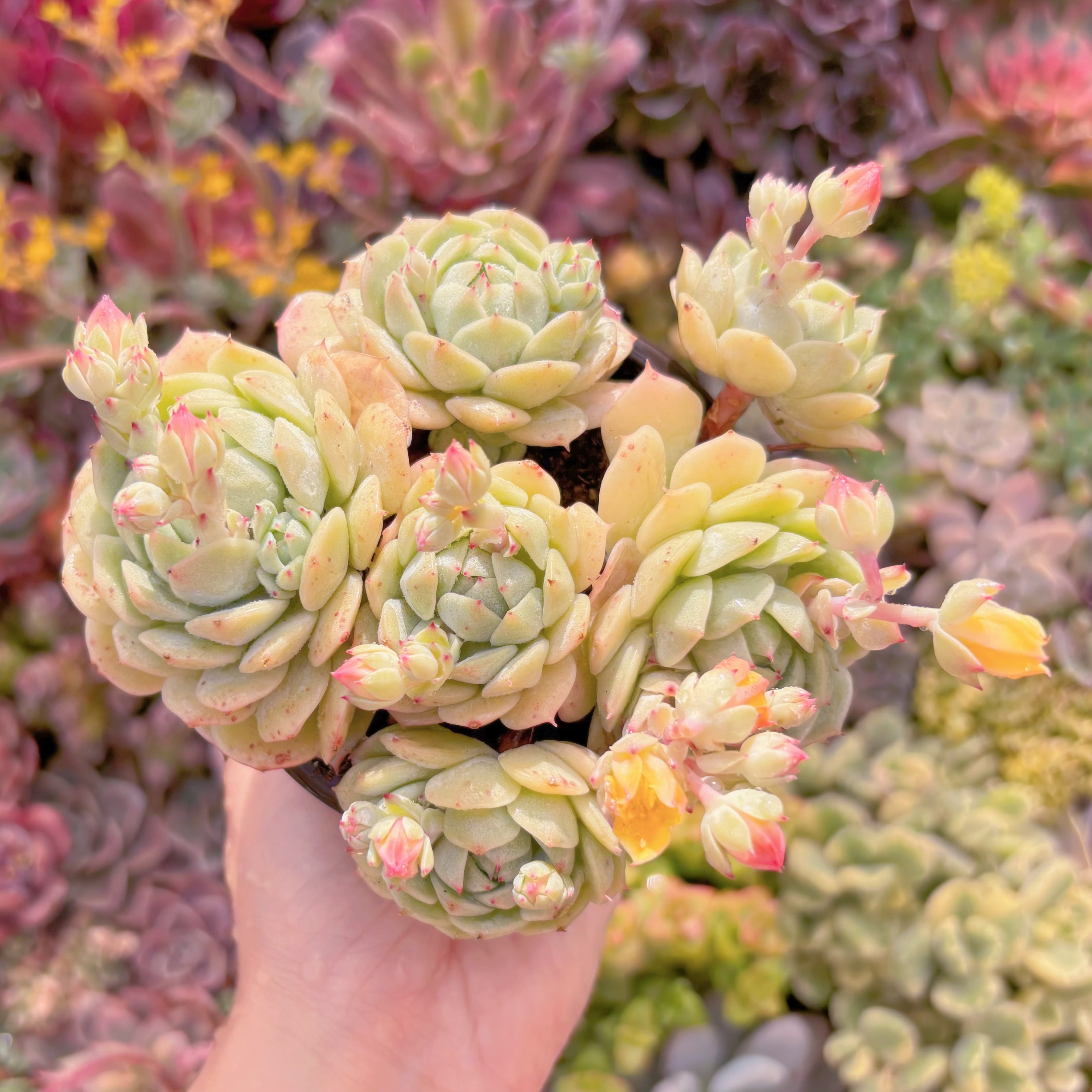 現品　静夜#M112　群生　新入荷　るる農園