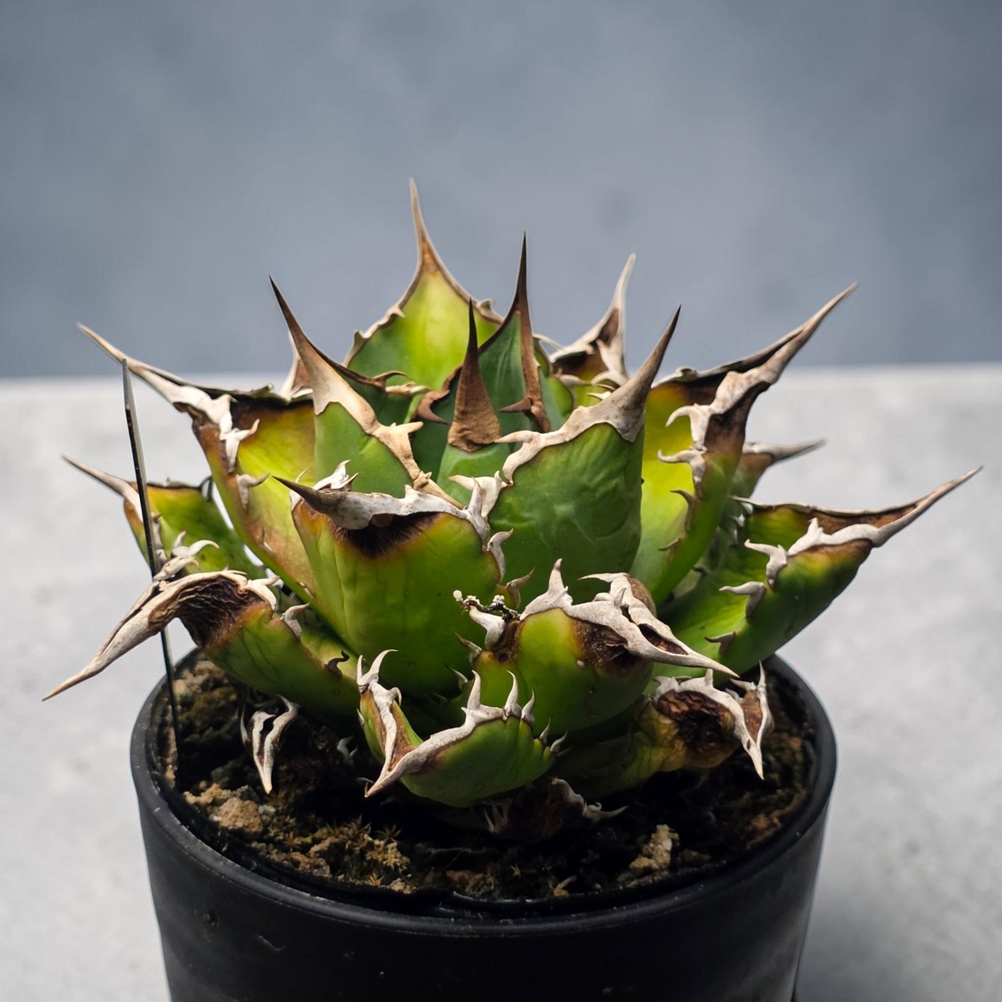 アガベ チタノタ 宝珠 (Agave titanota 'Baozhu') | BRIDGE GARDEN