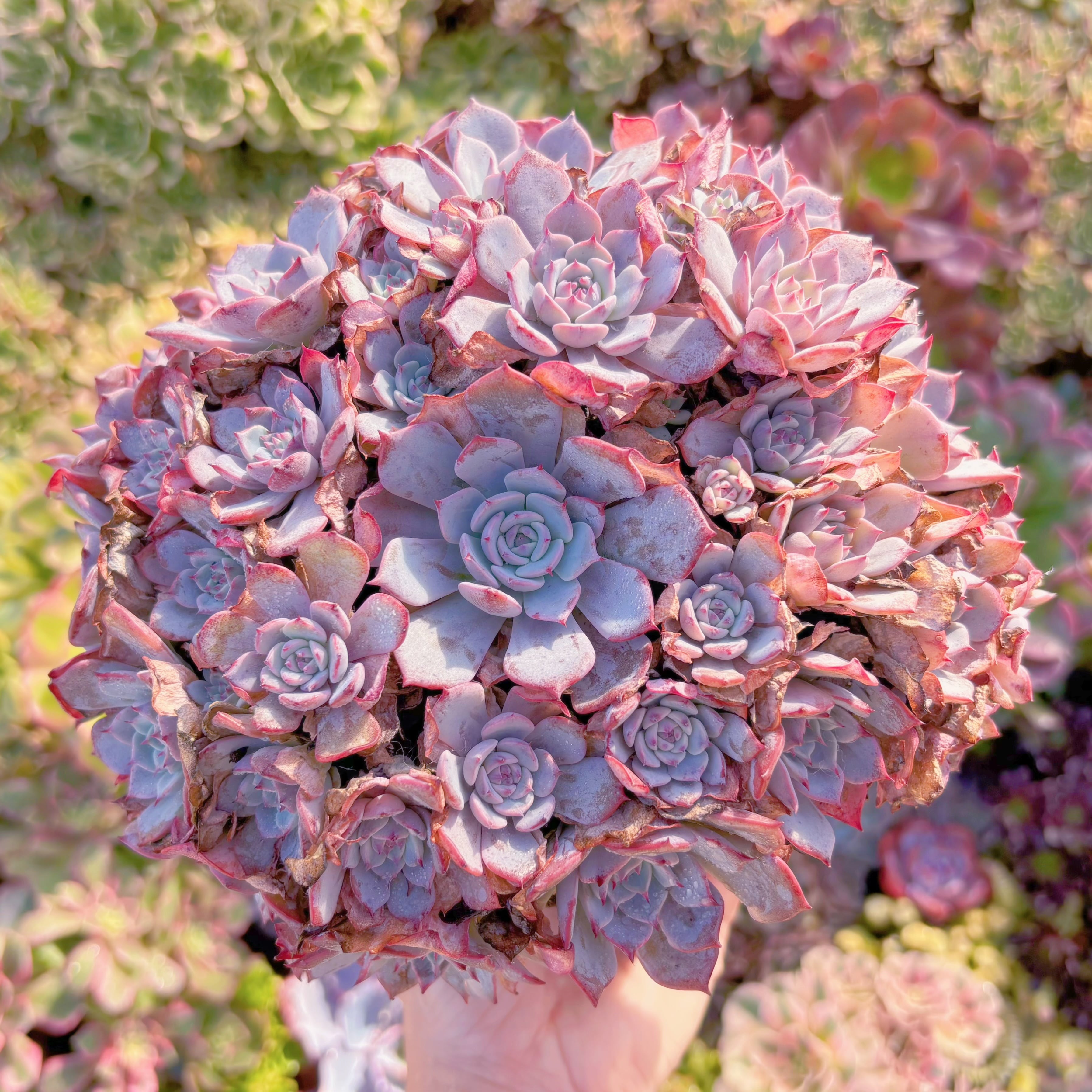 現品　ラウルンシス#829　特大群生　直径約20cm  新入荷　るる農園