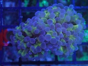 【現地買付】ParaAncora Hologram 6