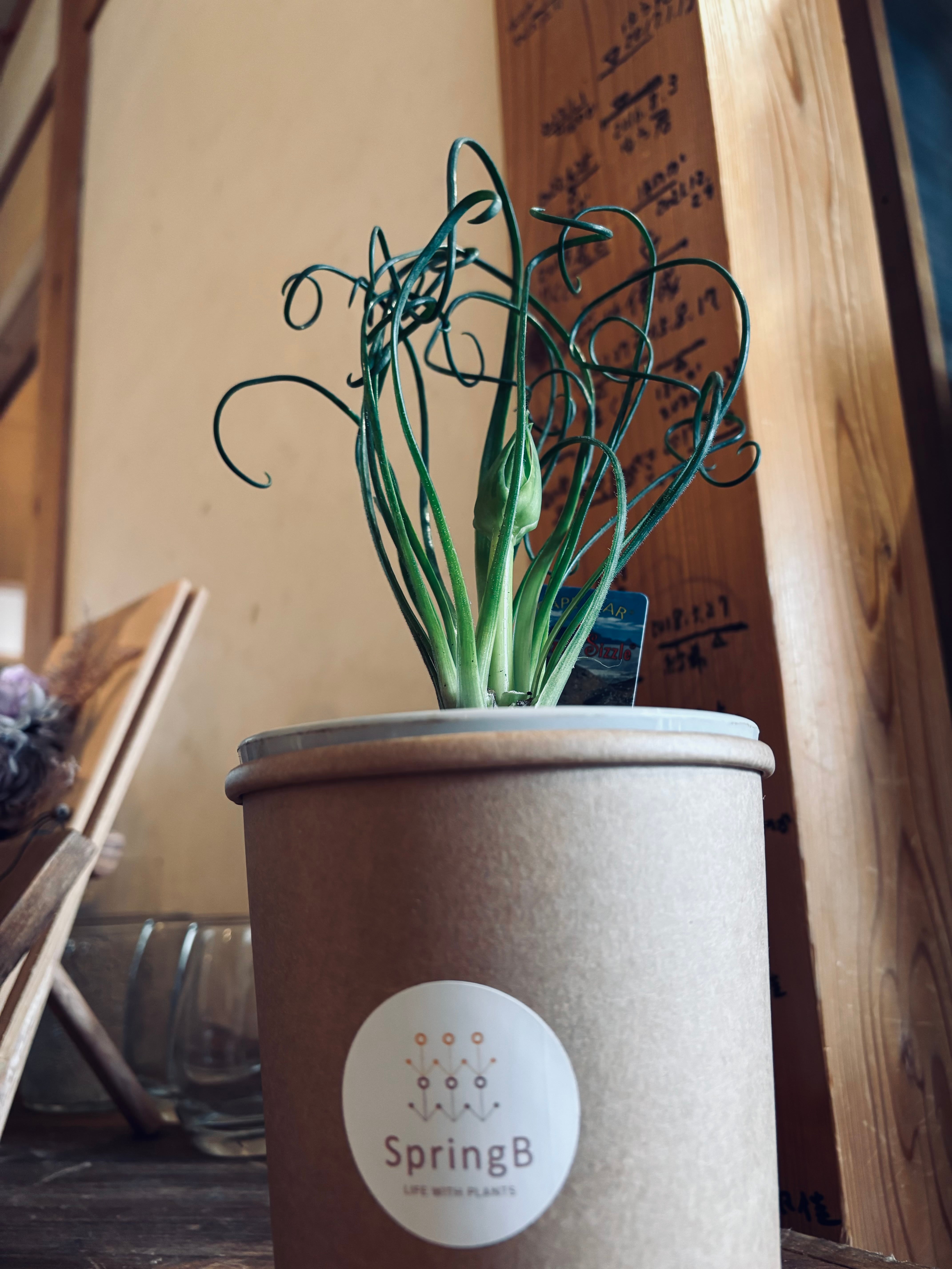 アルブカ・スピラリス・フリズルシズル