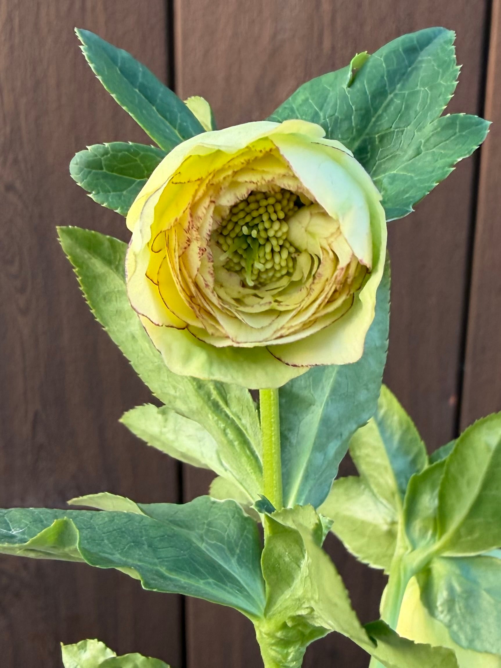 特Aアフロディーテ フル系交配 加藤農園 クリスマスローズ【Ka104