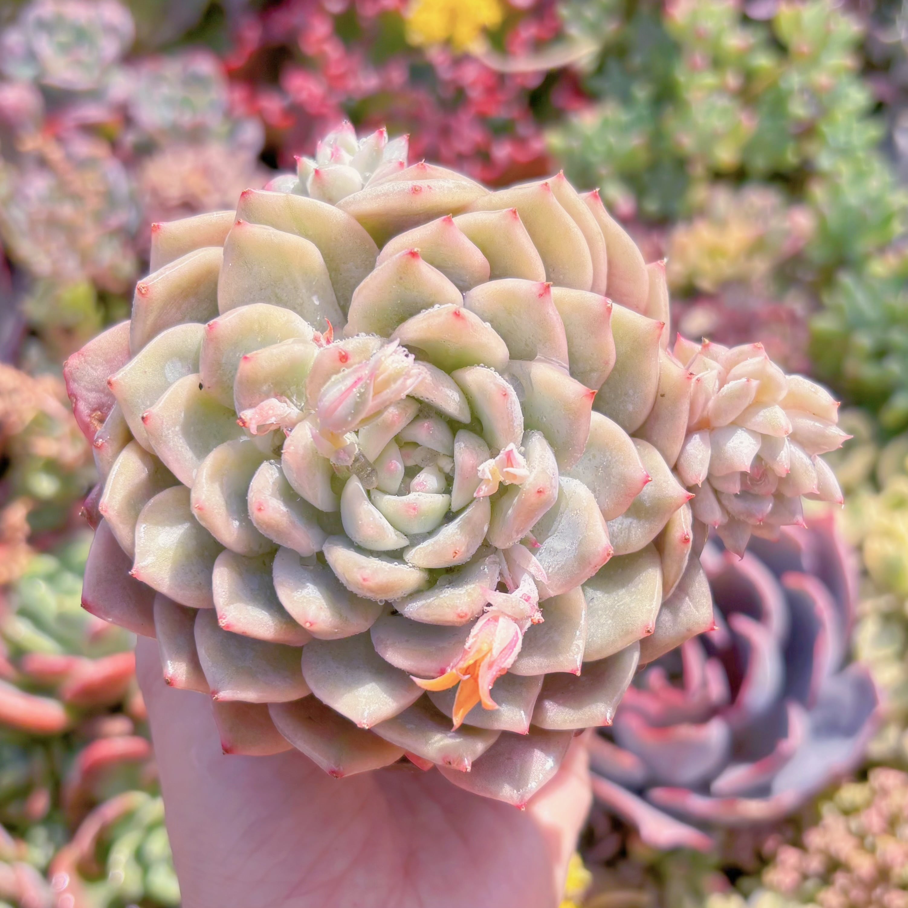 現品　tp錦#F060　大苗　新入荷　るる農園