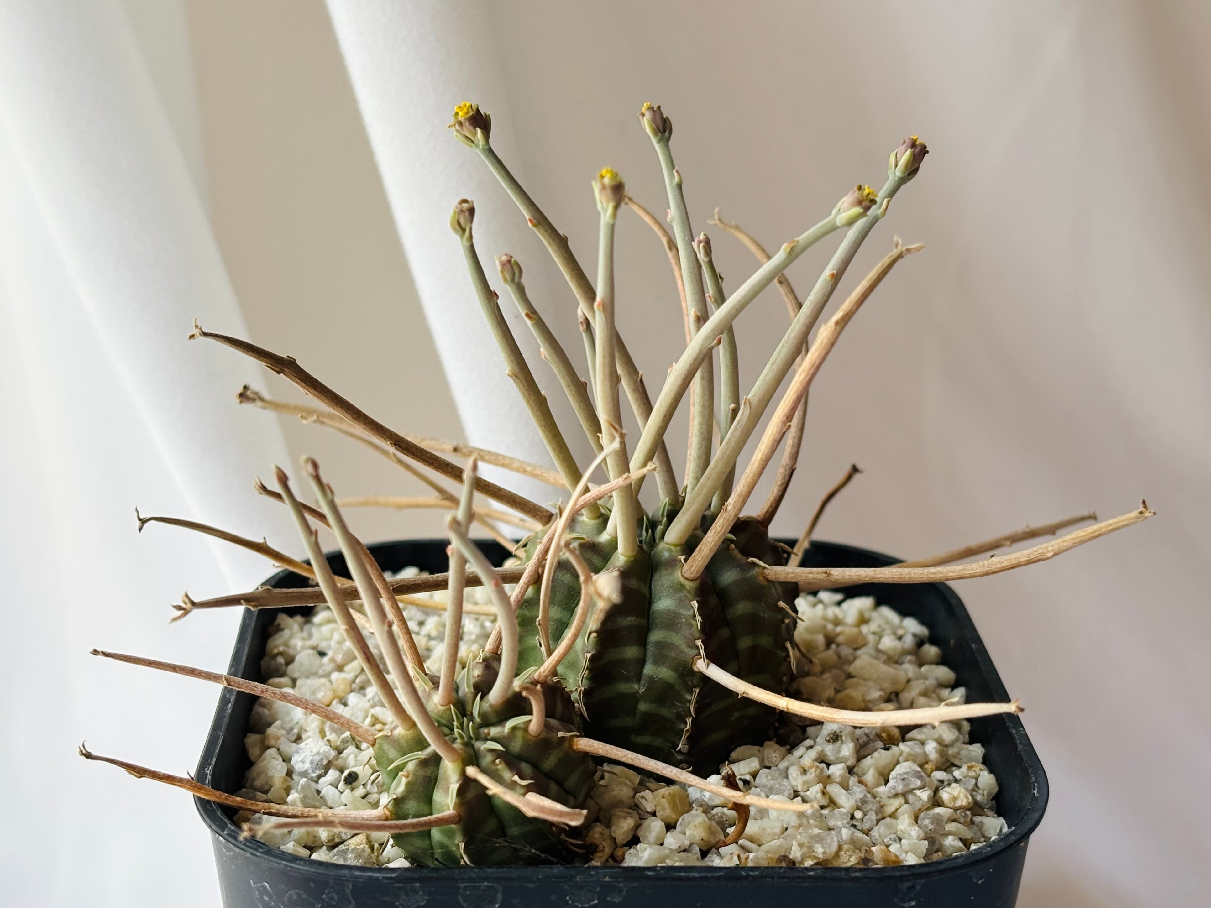 Euphorbia valida ユーフォルビア スーパーブラックバリダ 強刺選抜