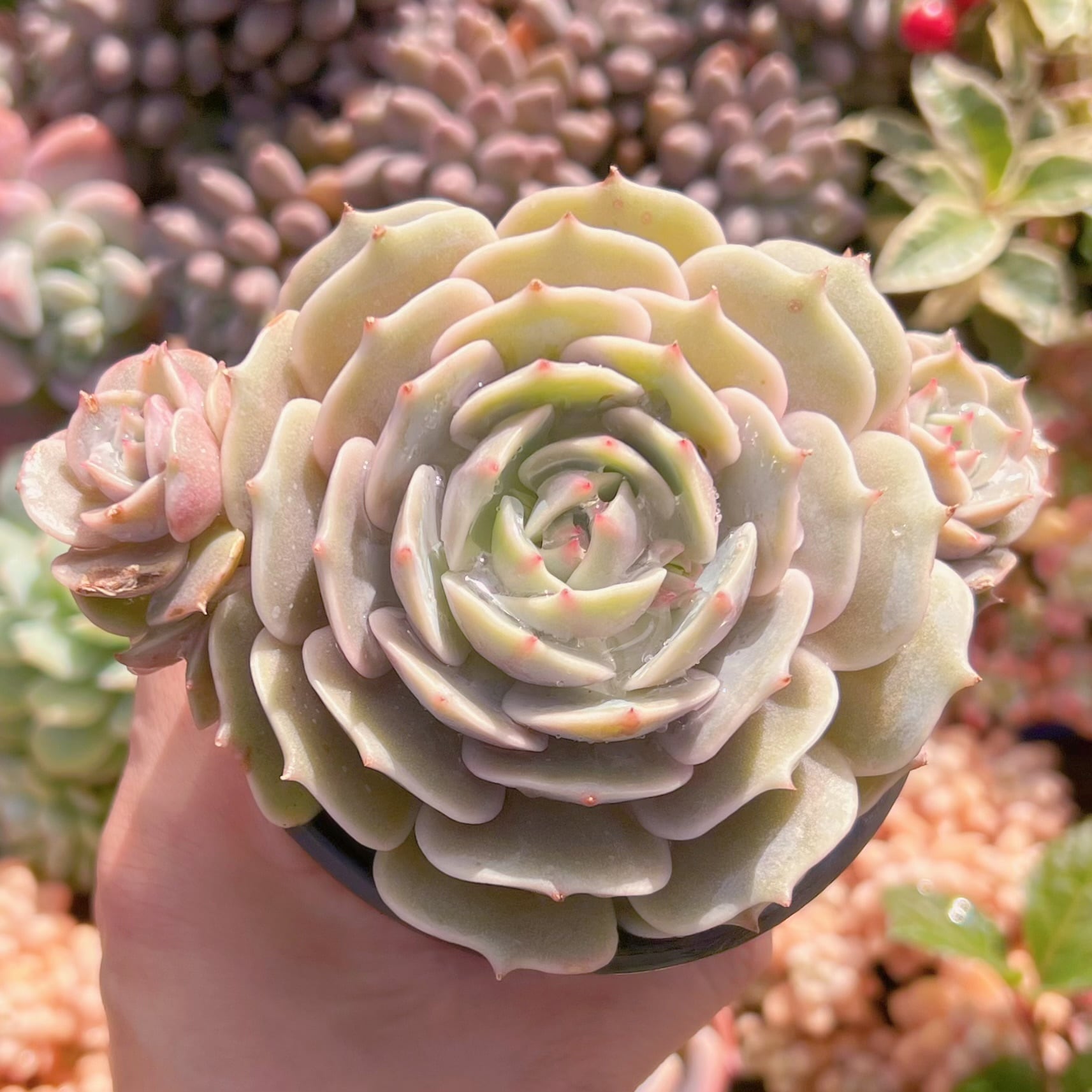 現品　ローラ#247　群生　新入荷　るる農園