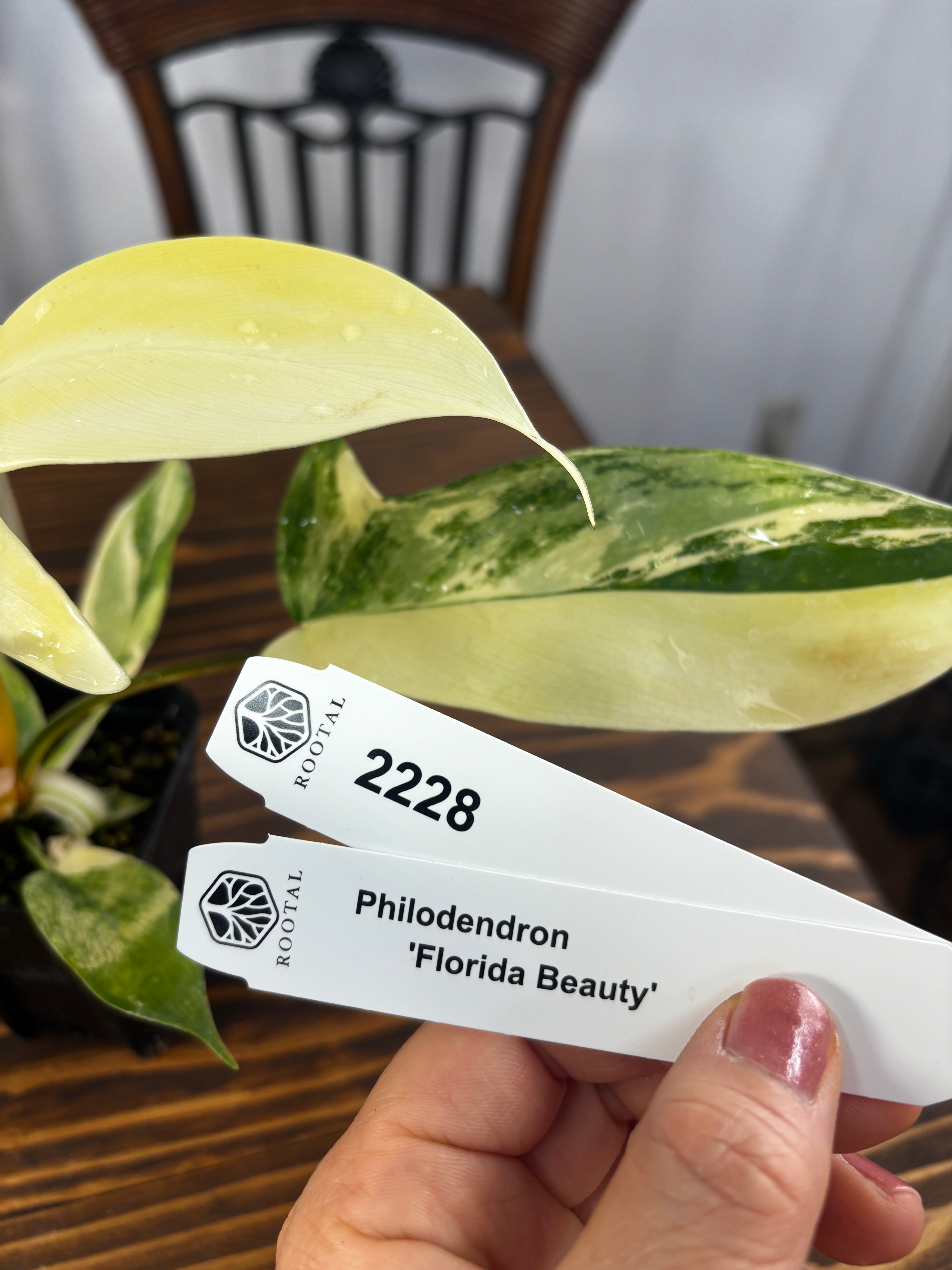 ★2228 【美斑】 フィロデンドロン フロリダビューティー若苗※少々痛みあり(2.5号ロング硬質ポット)