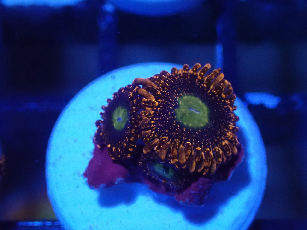 JakartaZoa YellowCore 4