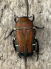 《ペテロビッツホソコハナムグリ Free ペア》