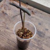 アロカシア ピンク セレンディピティ/ Alocasia Pink Serendipity