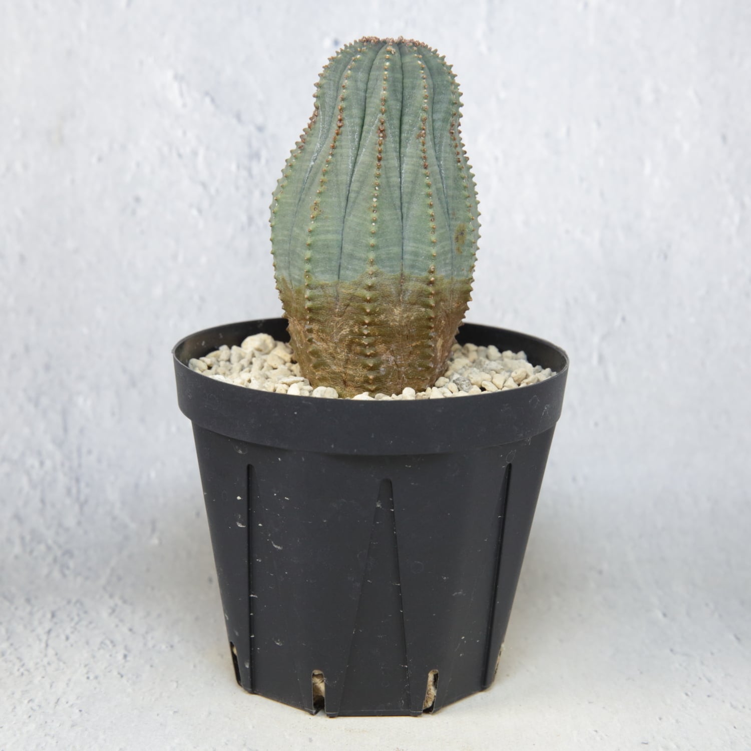 オス株 木質化 マウンテン オベサ / ユーフォルビア | LIGHTHOUSE