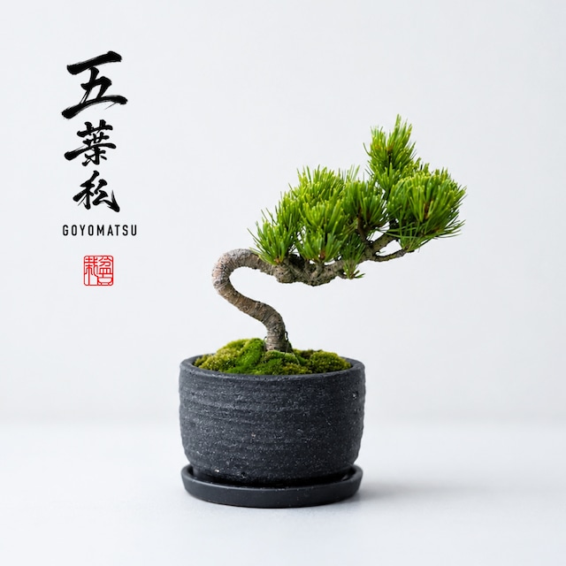 五葉松（ゴヨウマツ）Mサイズ