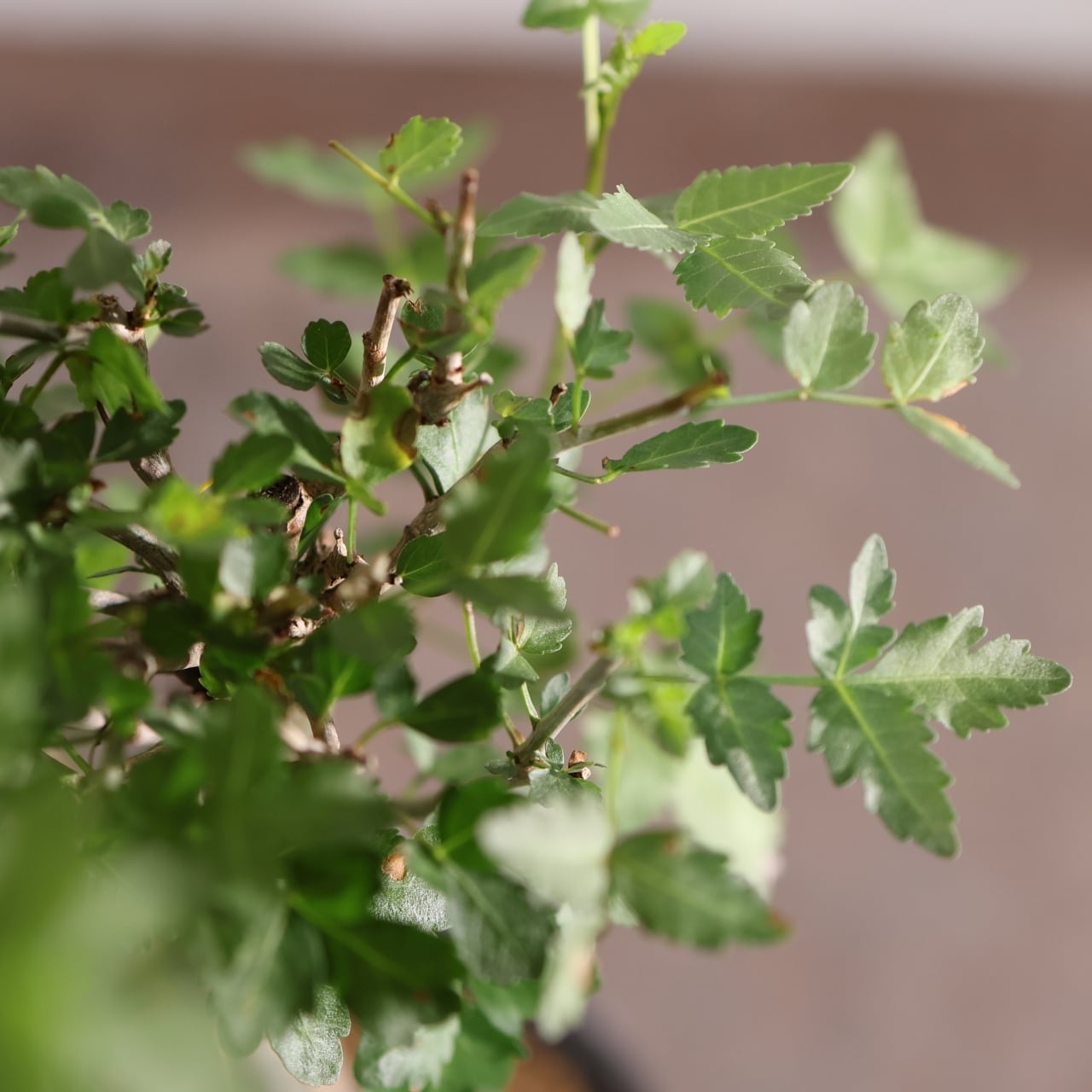 313 剥ける樹皮が魅せる『ブルセラ ファガロイデス Bursera fagaroides