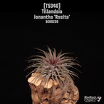 【送料無料】ionantha 'Rosita'〔エアプランツ〕現品発送T5346