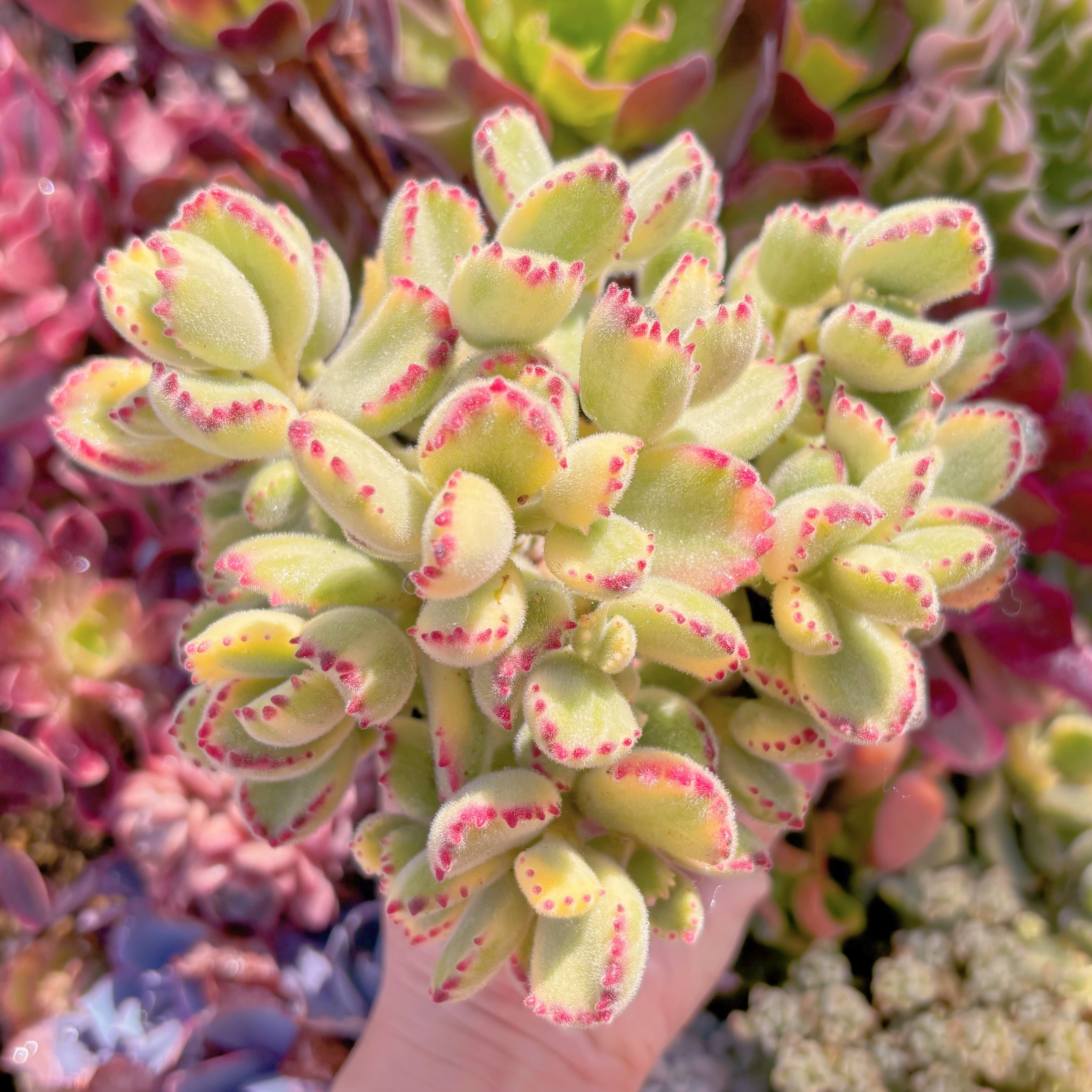 現品　白熊#555　るる農園