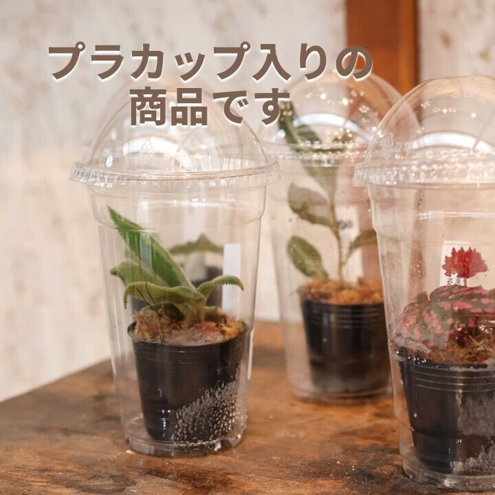 パルダリウムにもおすすめ『ベゴニア・ドラコペルタ』プラカップ入り＿