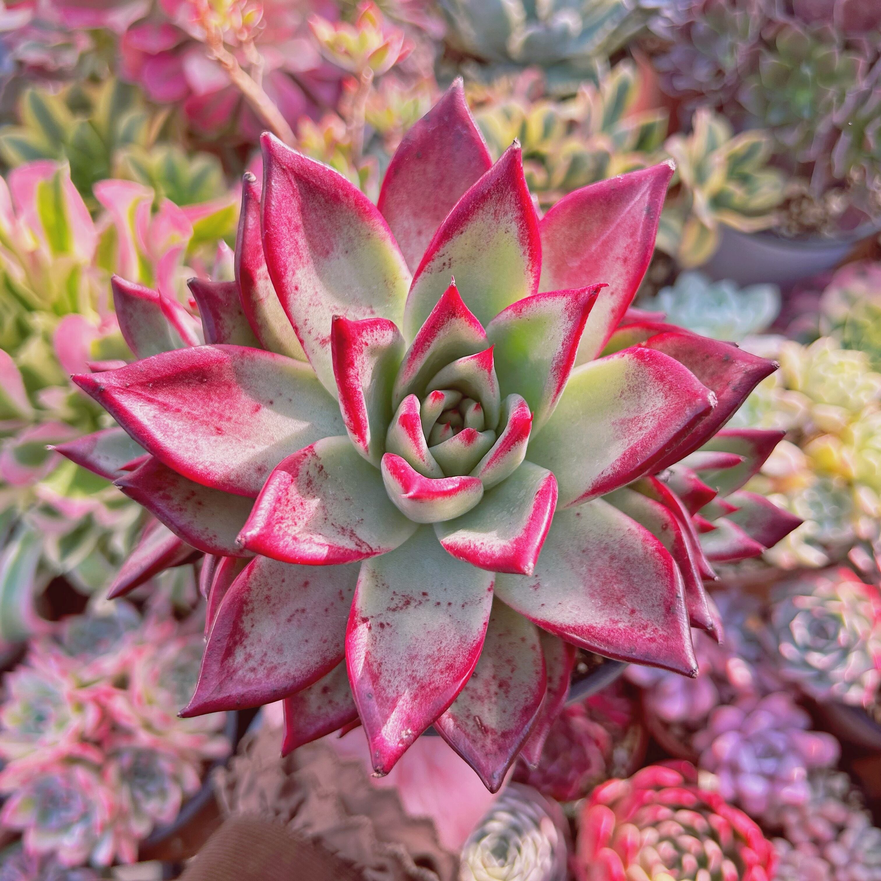 現物　多肉植物　ルビンxコロラータ　特特大