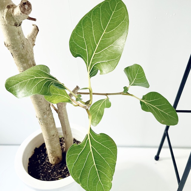 希少 フィカス クリシュナエ クリシュナボダイジュ 観葉植物 大型 calm cafe