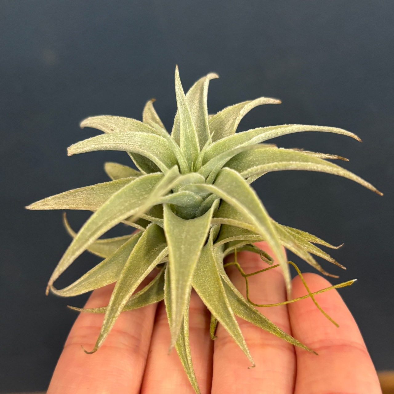 チランジア エディシアエ グリーンフォーム【667】