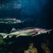 キャビア・ナカリ・サブライム|ギフトBOX付|スペイン名水育ちの大粒(非加熱・無添加)|Caviar Nacarii Sublime (with Gift Box) | Large Pearls Raised in Spain’s Pristine Spring Water (Unpasteurized and Additive-Free) | | A Gourmet Masterpiece for Elegant Gifting (50g)