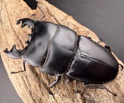 【WD】《アルキデスヒラタ アチェ産 短歯 85mm 胸幅36mm ペア》