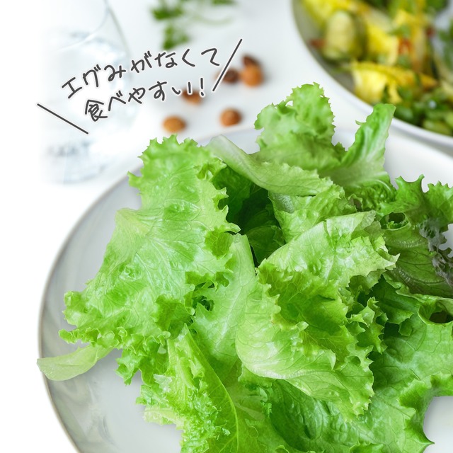 【FISH VEGGIES】グリーン系レタス 40g　化学肥料/農薬不使用だから安心して食べられる
