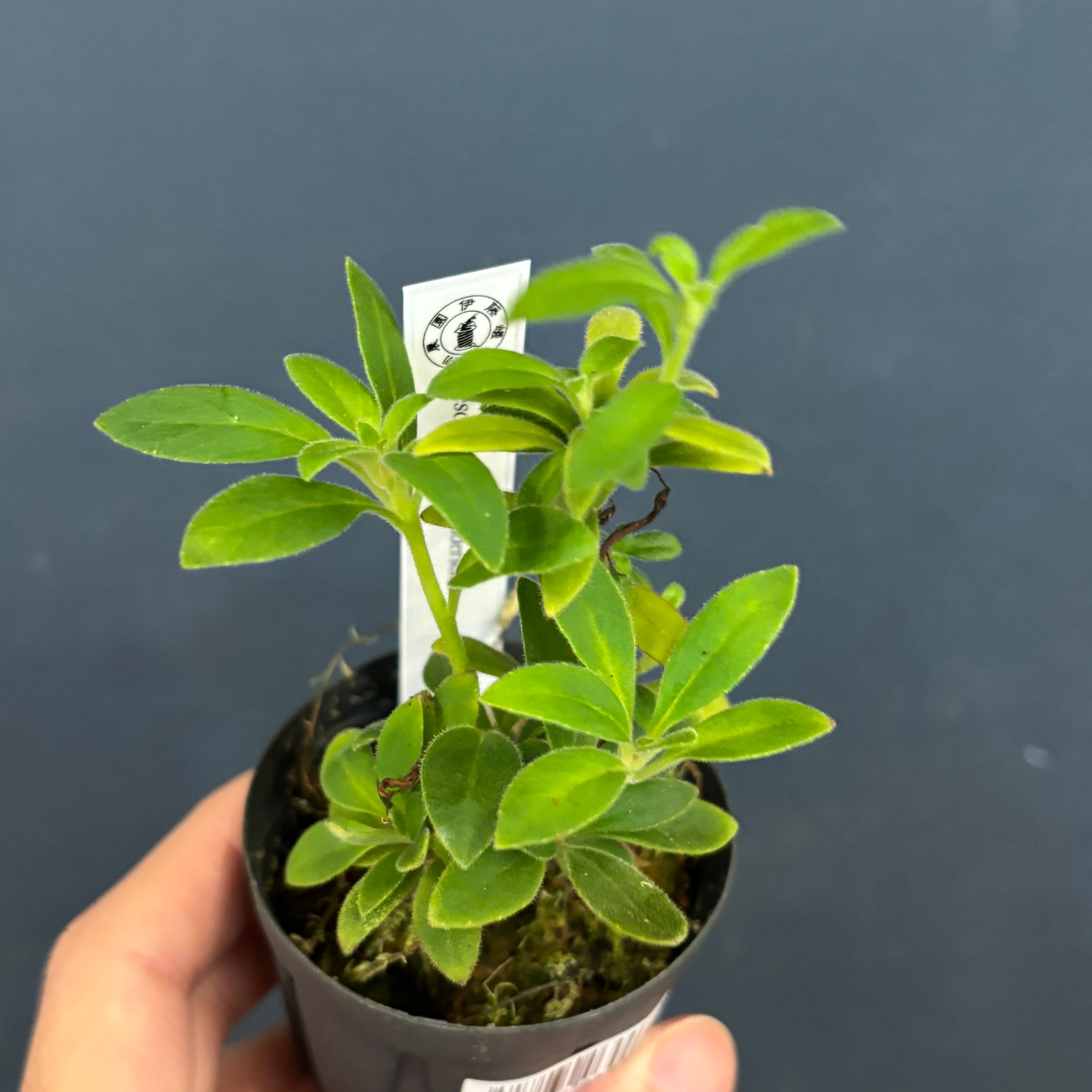 PROTOLEAF プロトリーフ