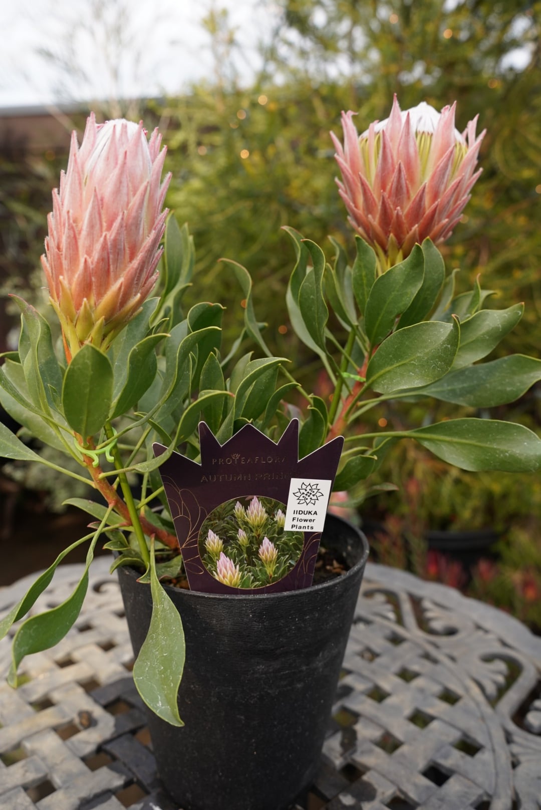 オージープランツ | 沼ノ上農園