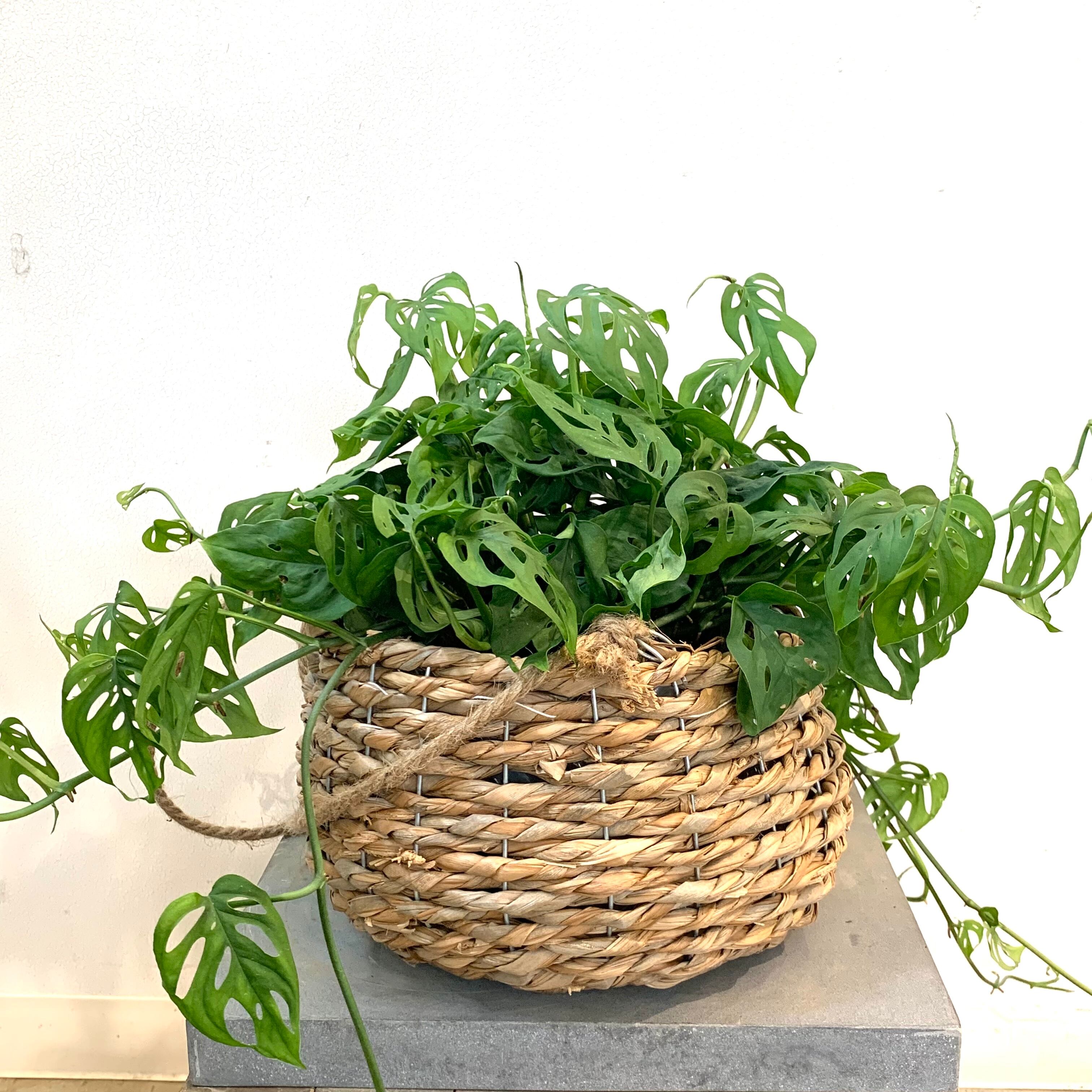 ミー様専用】PJC 草花クロッチくん 生地 黒1m