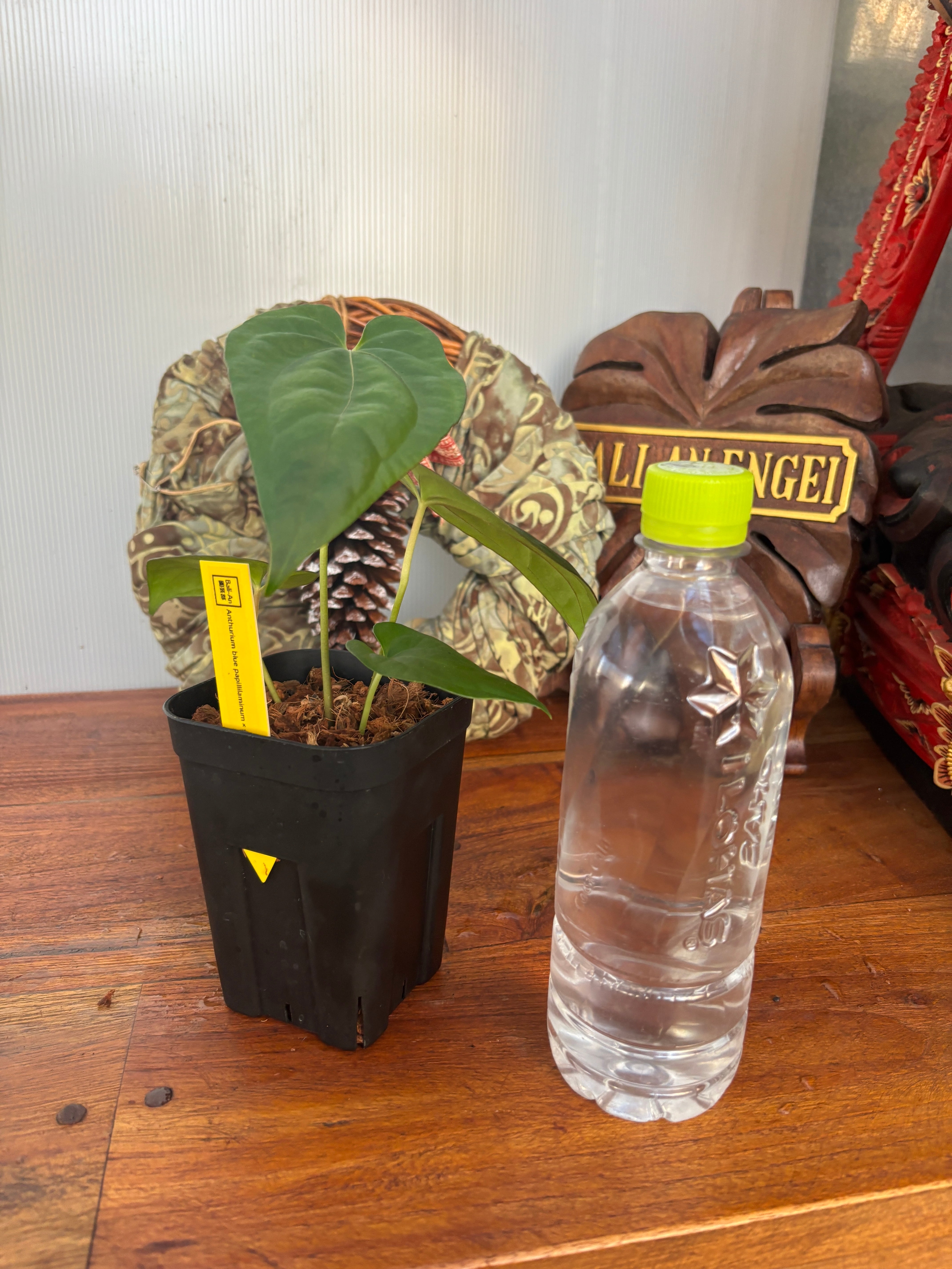 Anthurium | BA PLants