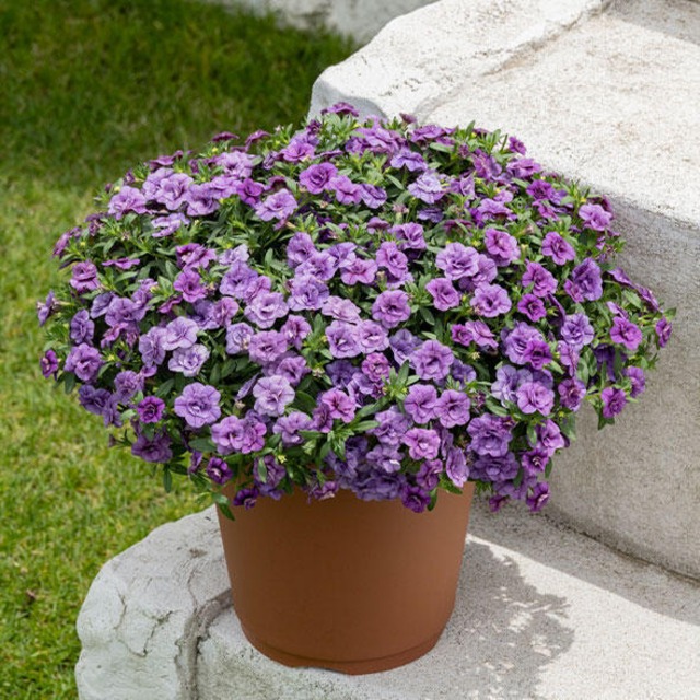 ミリオンベルハンディ こんもり(R)ブルー