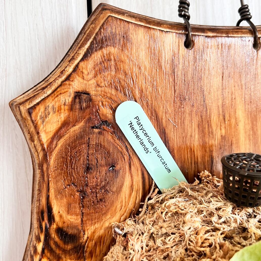 ビカクシダ ネザーランド 板付 【観葉植物 室内 コウモリラン