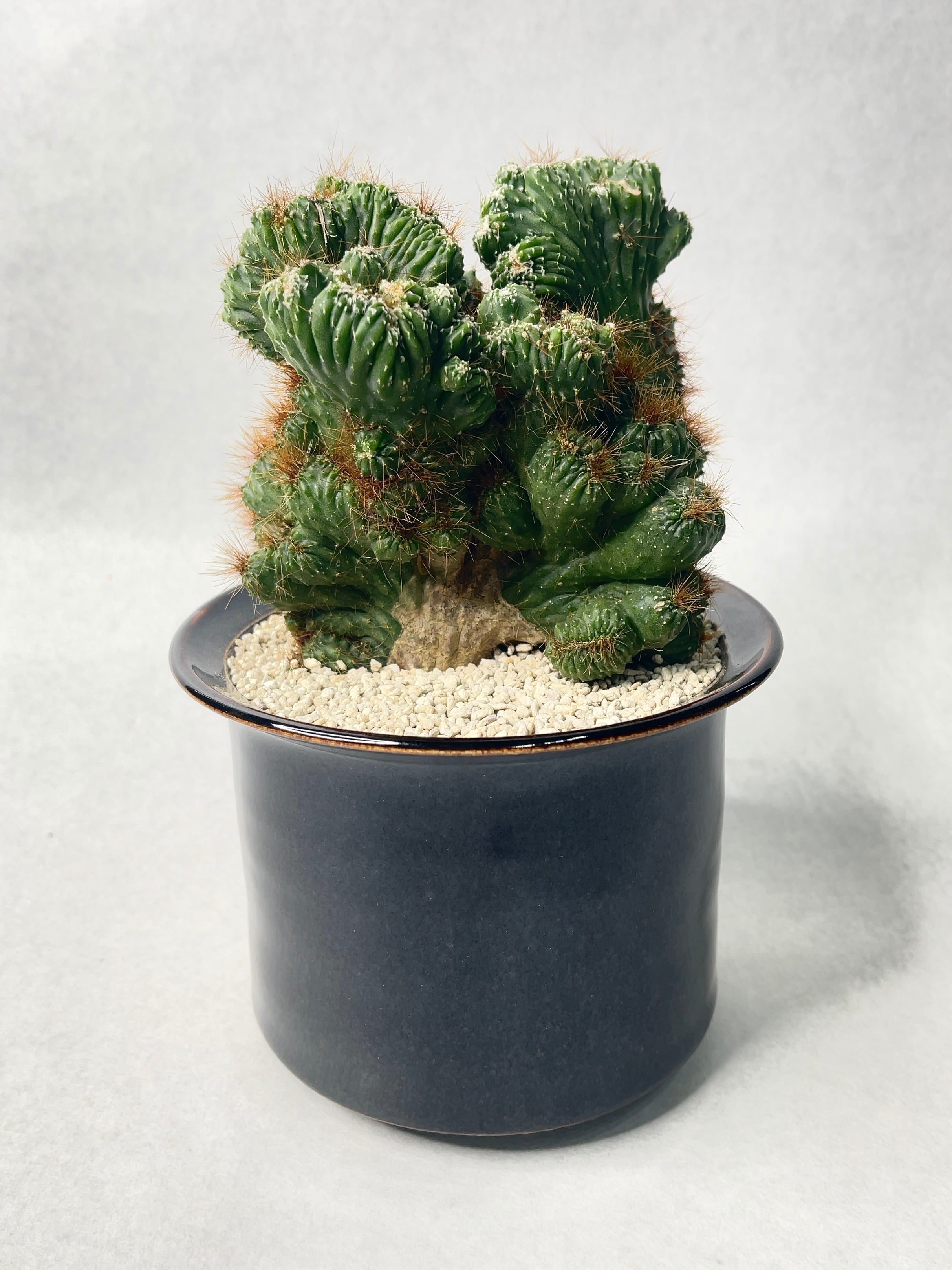 セレウス・残雪獅子 | trigger