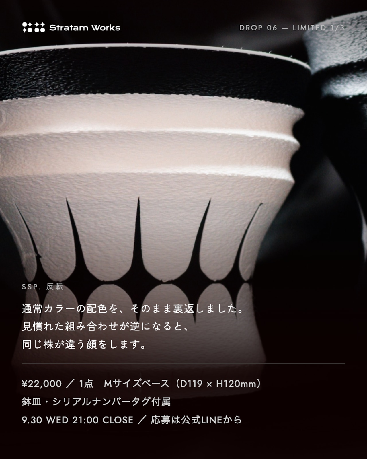 [DROP-06] 1鉢限定 Stratam var. Segesta ssp.反転（鉢プレートセット）