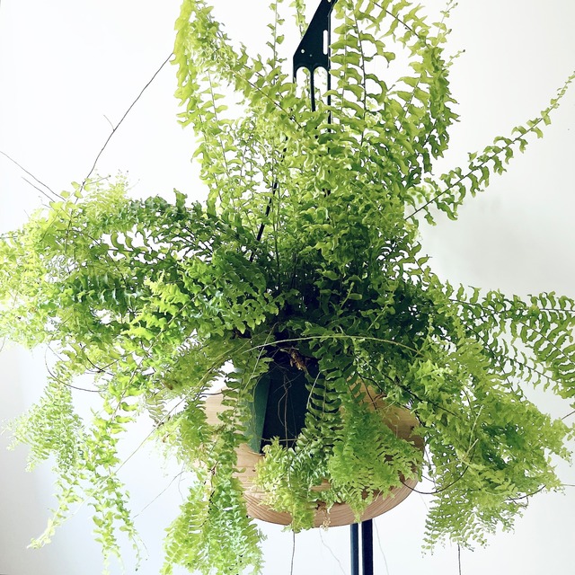 【限定品】ネフロレピス ペチコート 優雅に広がる葉姿 希少 シダ植物 calm cafe