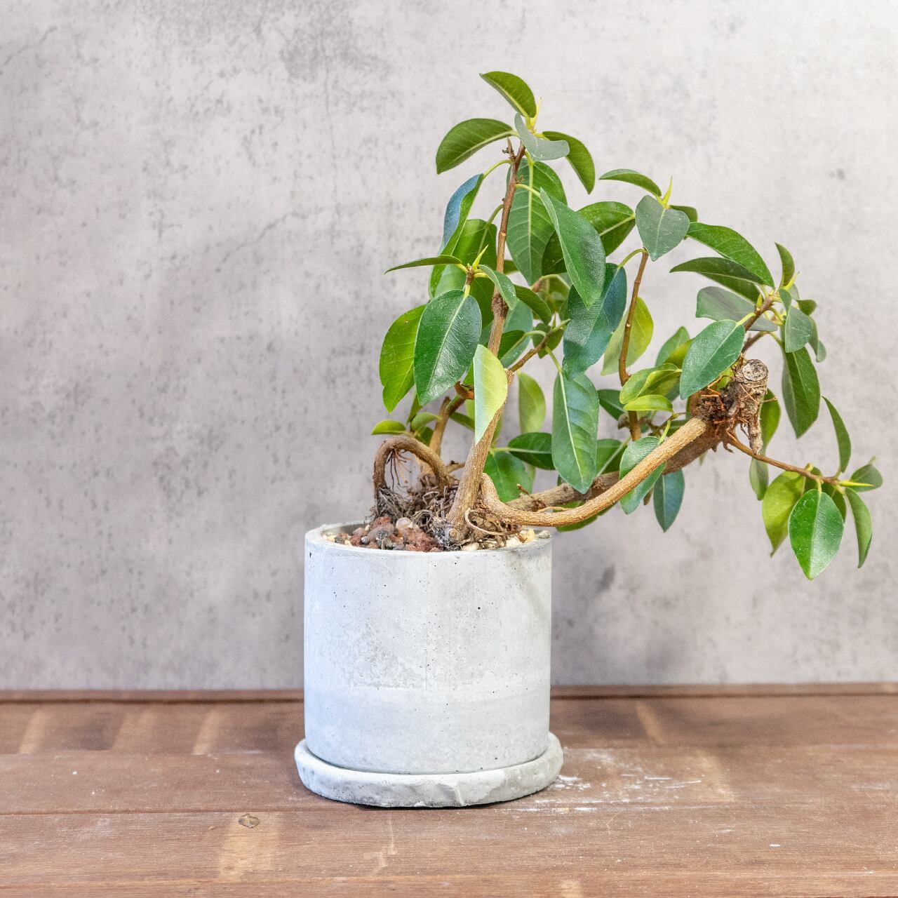 フランスゴムの木｜複雑に絡み合う根と枝が魅力の一点物【モルタル鉢仕立て／レア樹形】