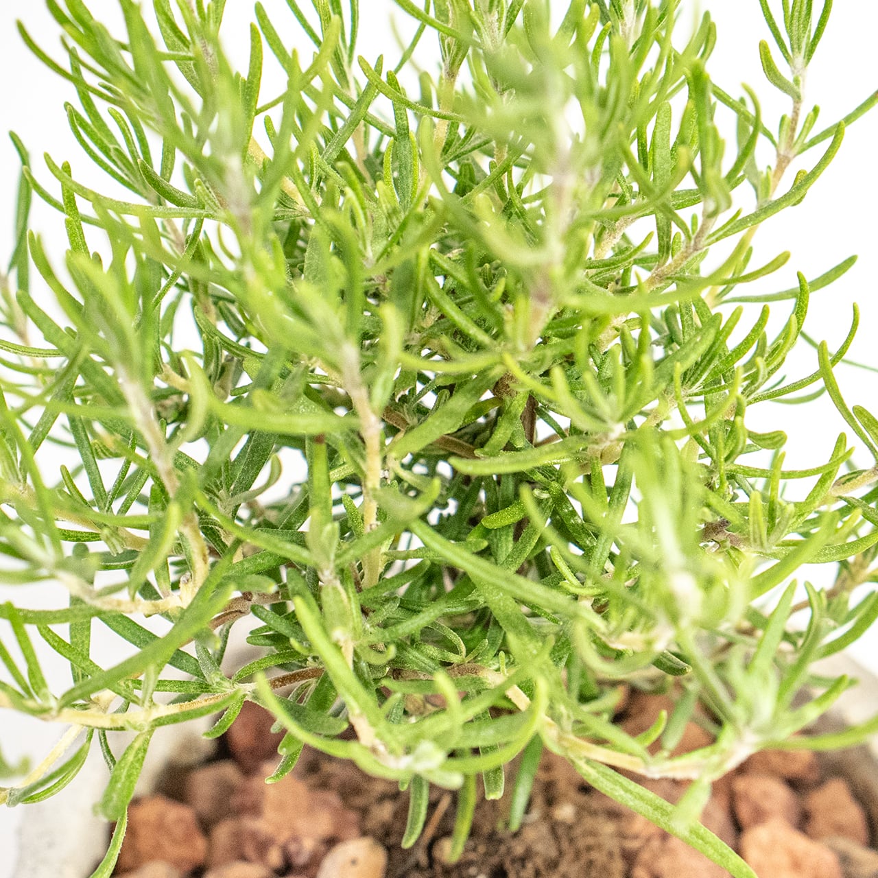 【ミニツリーのような愛らしい樹形】観葉植物・ローズマリー。一株ごとの厳選仕入れで元気な苗をお届け。スタイリッシュな手づくりモルタル鉢／虫発生抑制／全国一律送料850円