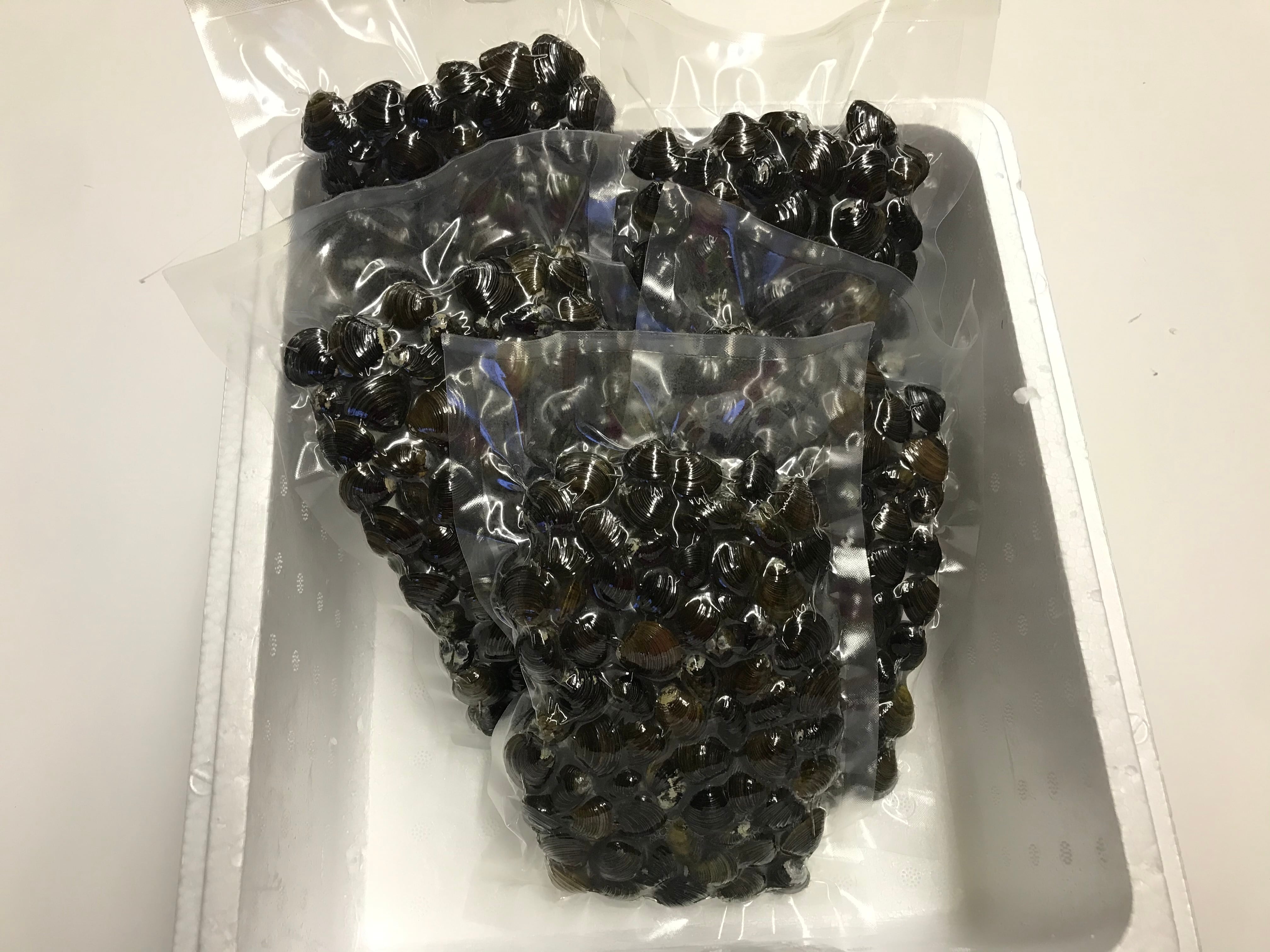 しじみ Amazon.com: HAOSHUN Oil Cooler Radiator 21606-4BA5A