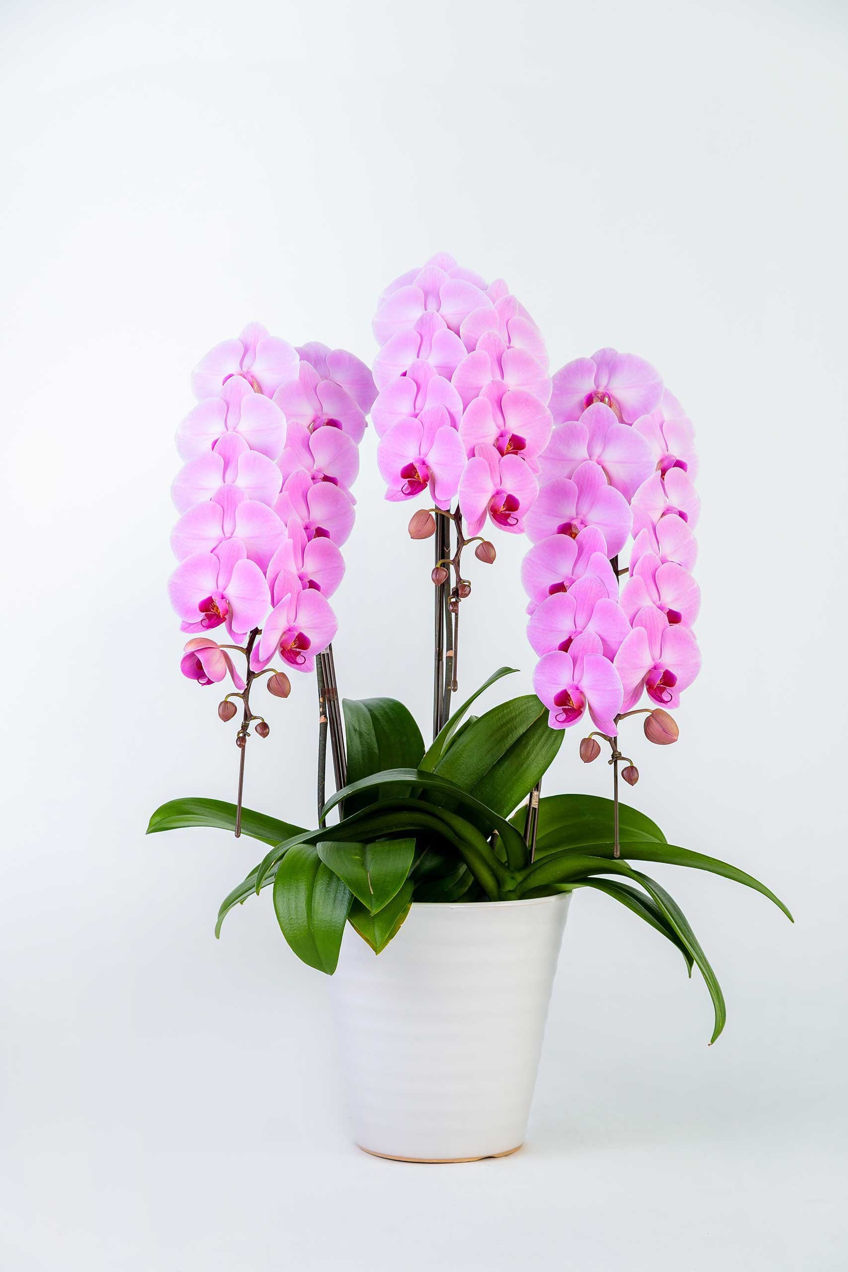 ピンク大輪胡蝶蘭「湖衣姫」3本仕立て42輪以上 | 座間洋らんセンター