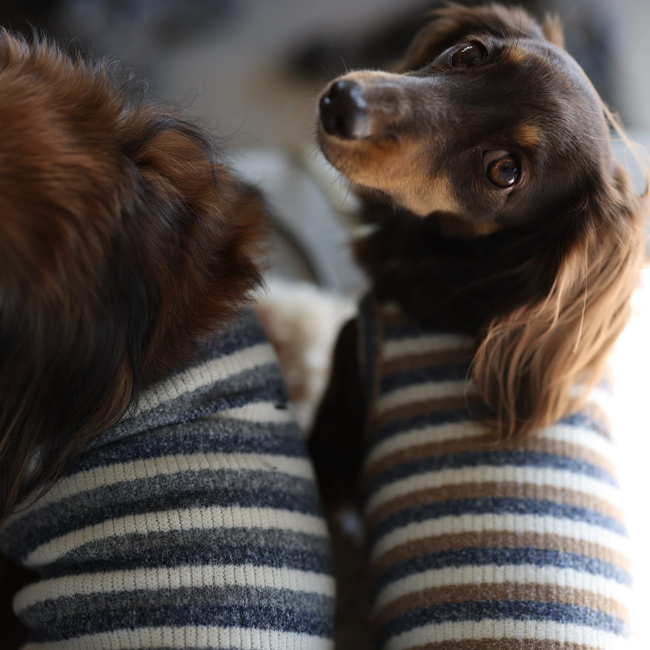 マルチボーダーニット