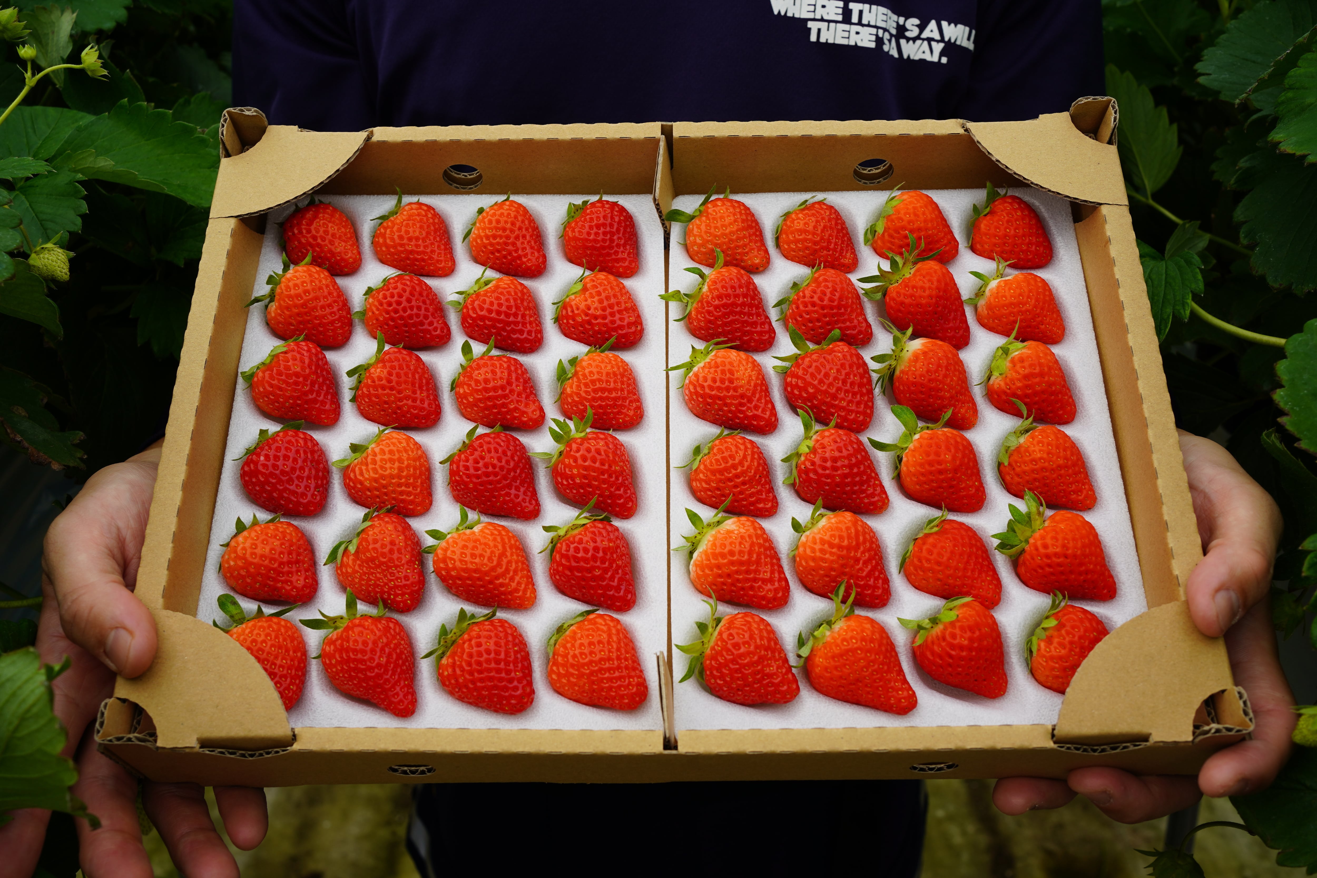 2箱セット】【Lサイズ】国産夏イチゴ | Japan Fruits
