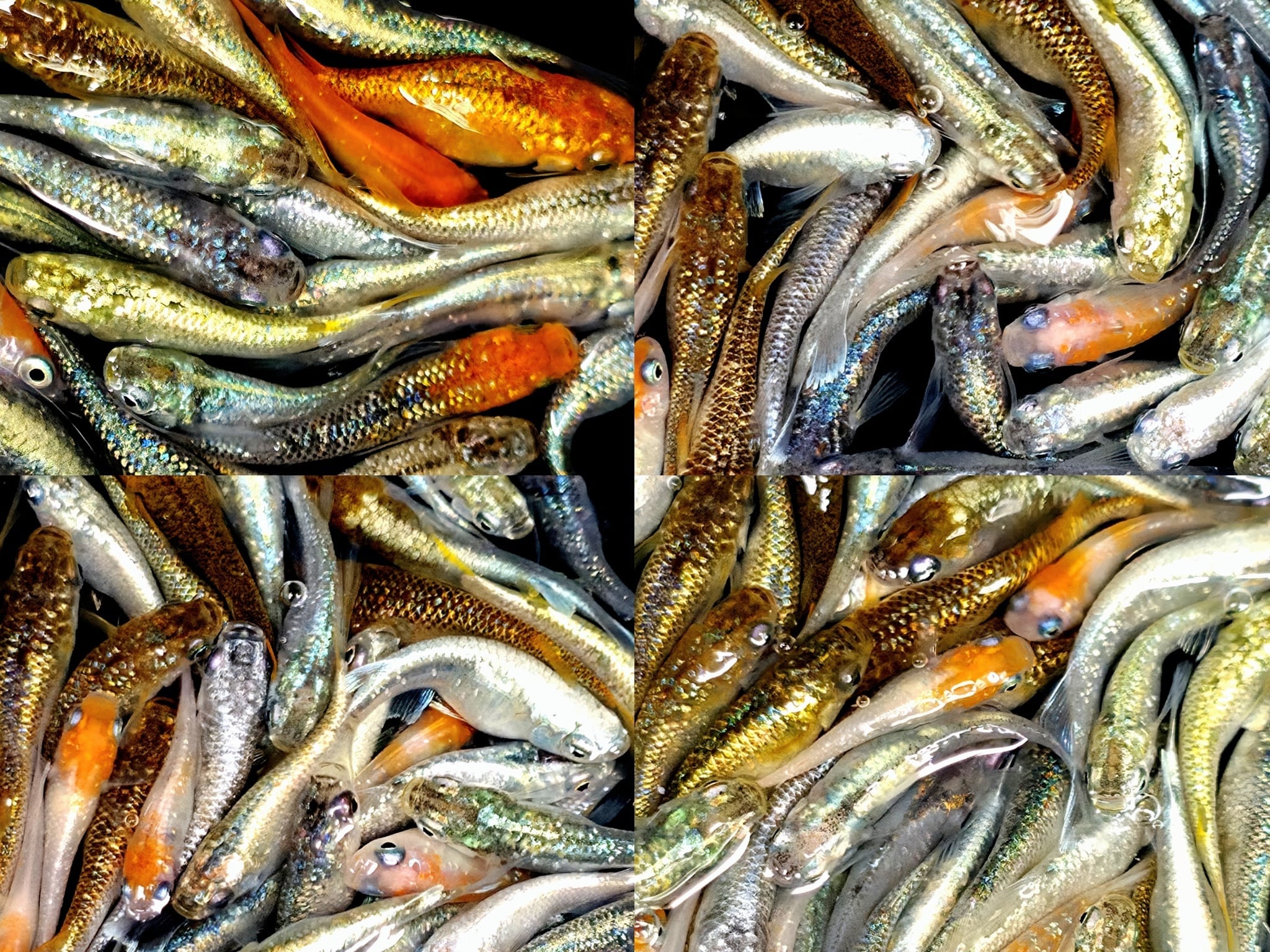 成魚 レックウザ メダカ 10匹＋α | PAY ID