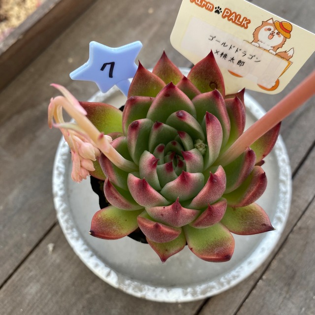 7..farmpalk交配種