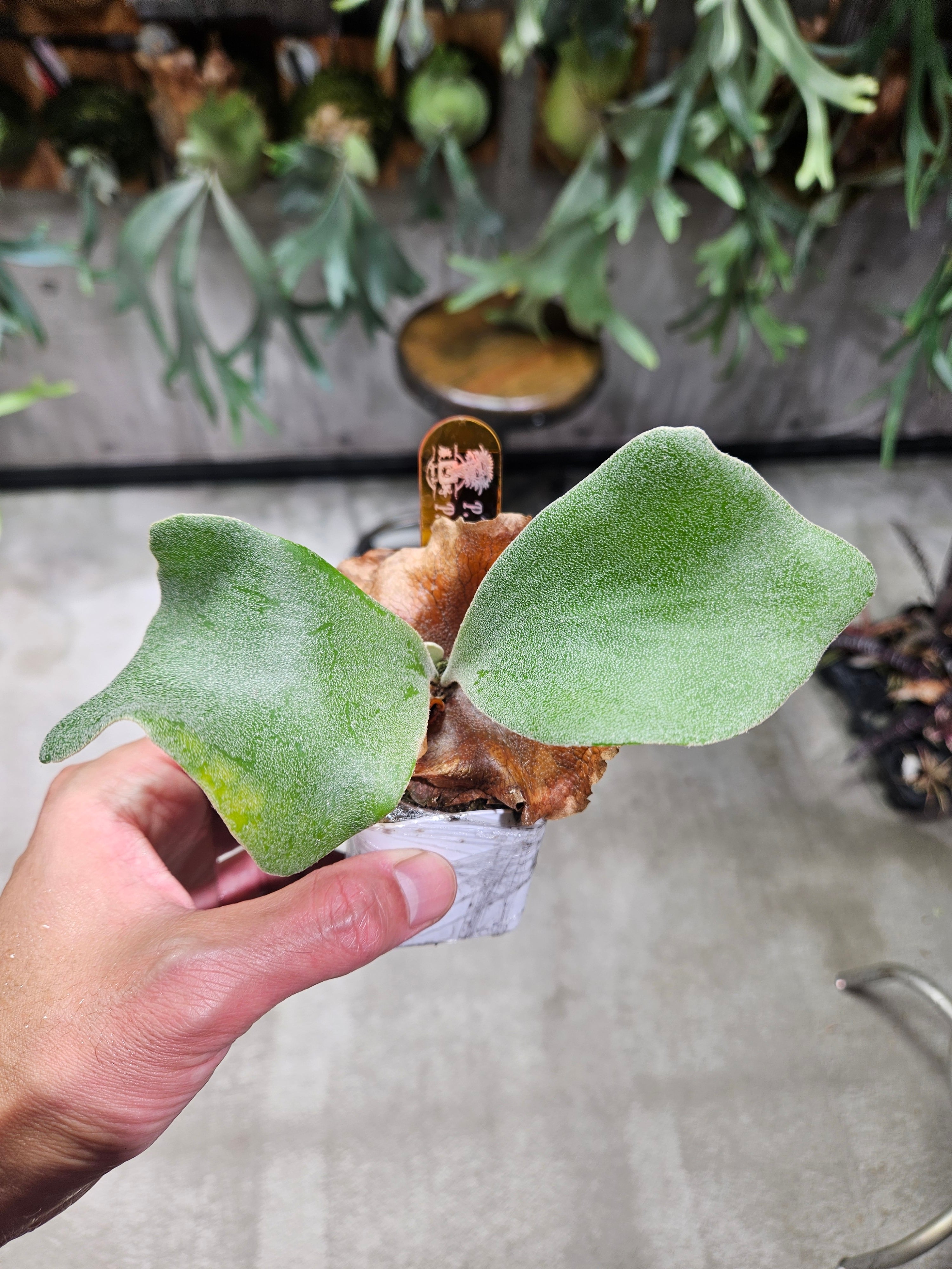 ビカクシダ P.willinckii OMG sporeling P.willinckii OMG × Ginka Spore 【artPLANTs/PLANTS GARAG