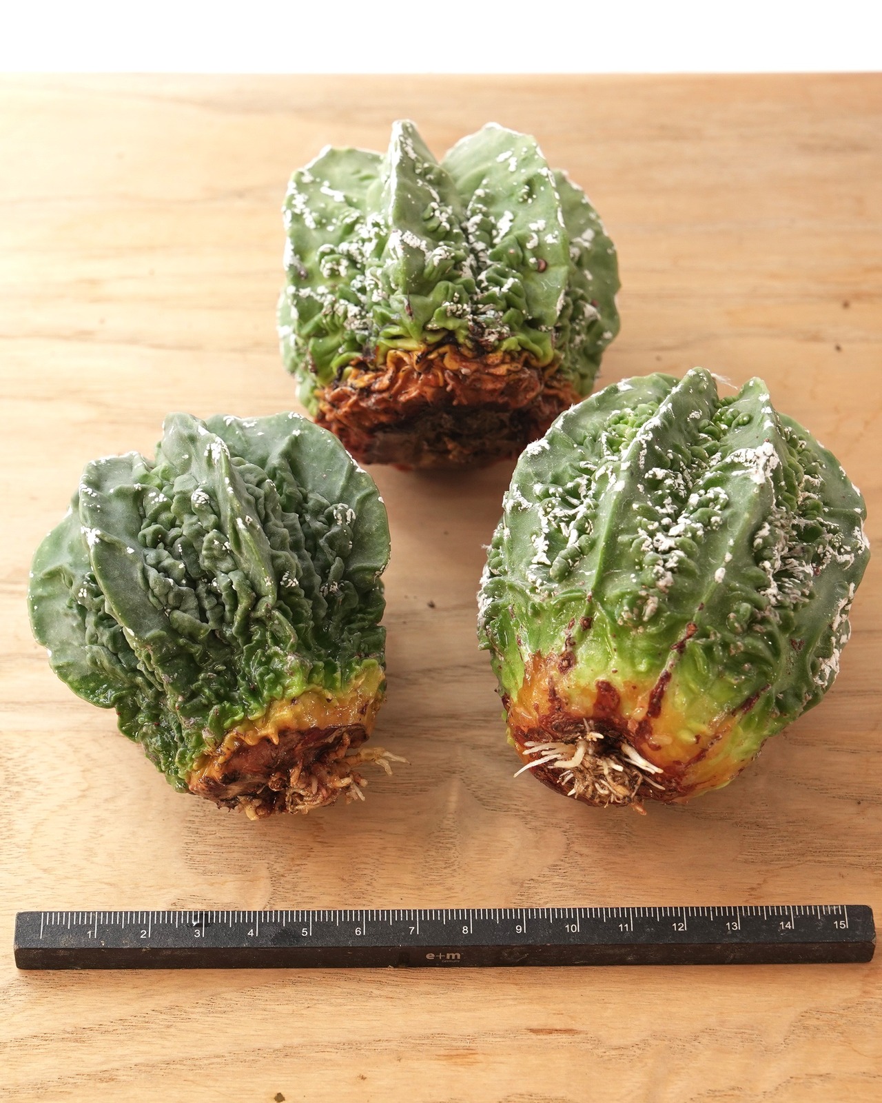 一部発根済カット苗 アストロフィツム 複隆銀砂鸞鳳玉 M Astrophytum myriostigma 'Fukuryu Ginsa'