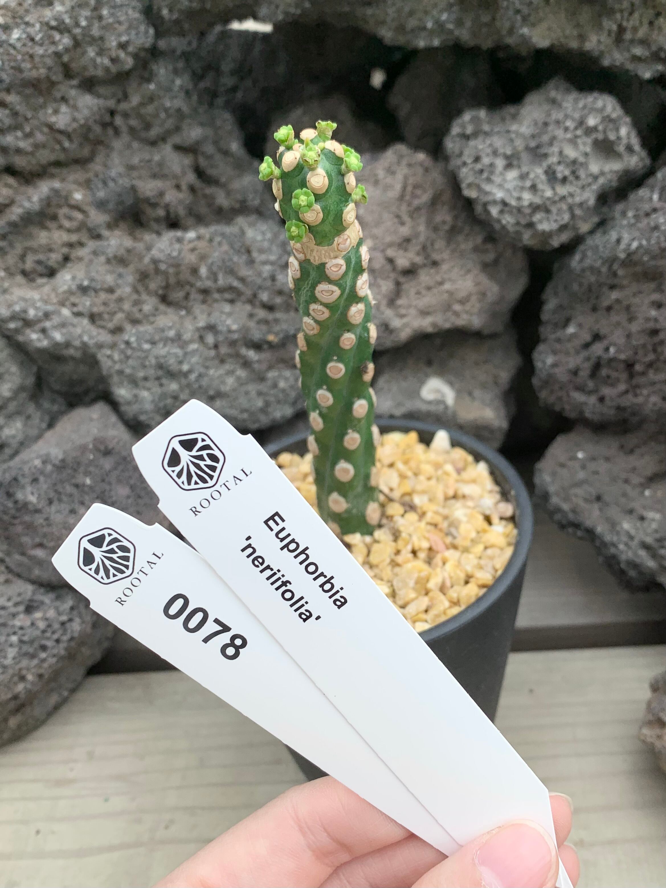 ★0078 ユーフォルビア ネリフォリア(3号硬質ポット)