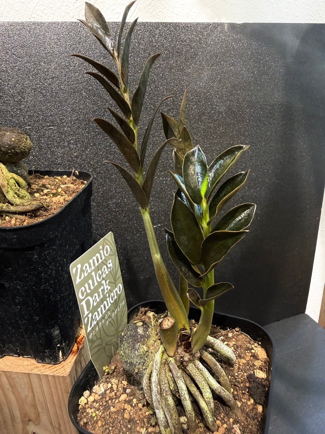 ザミオクルカス ダークザミクロ ③ 根上がり仕立て 観葉植物 4号 希少