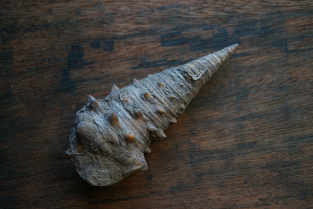 岡山県産ビカリア化石 Vicarya yokoyamai 1813