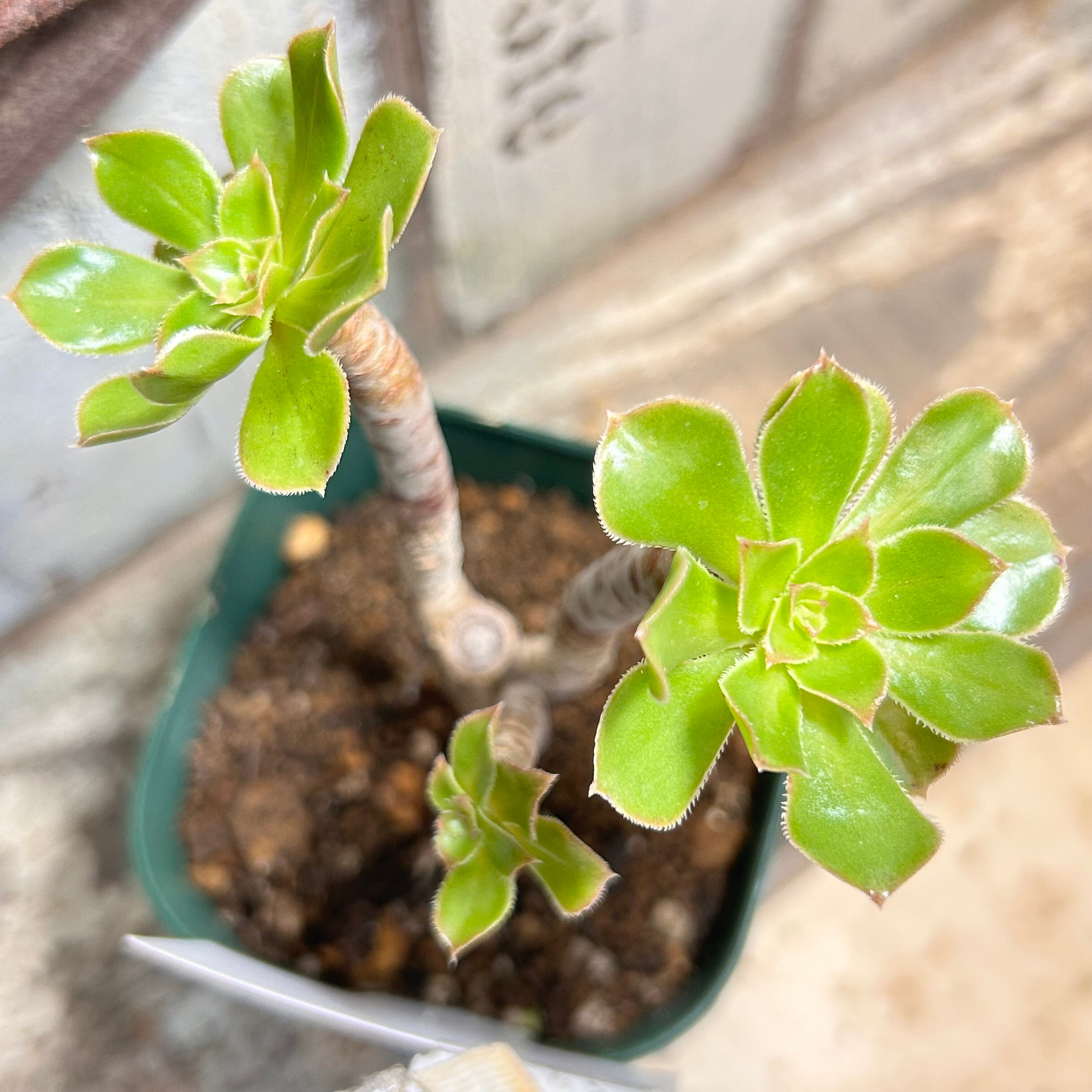 アエオニウム | RuPo 多肉植物専門店